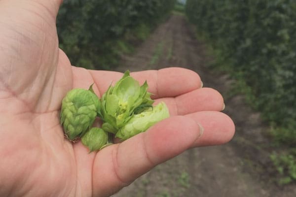 Hops on hand