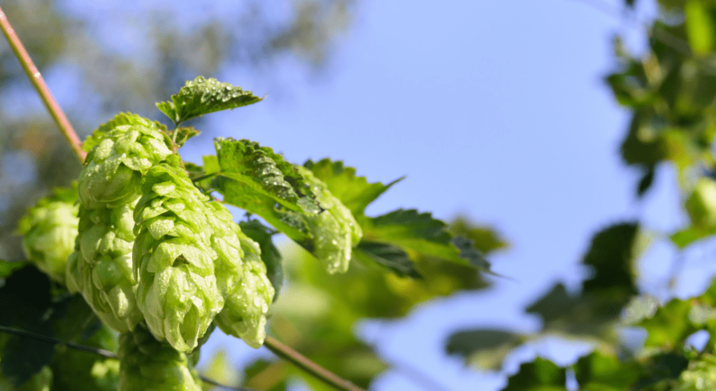 Hops