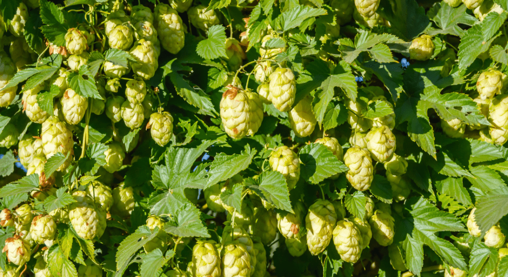 Yellow Hops