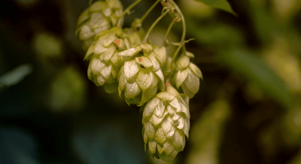 Golden Hops