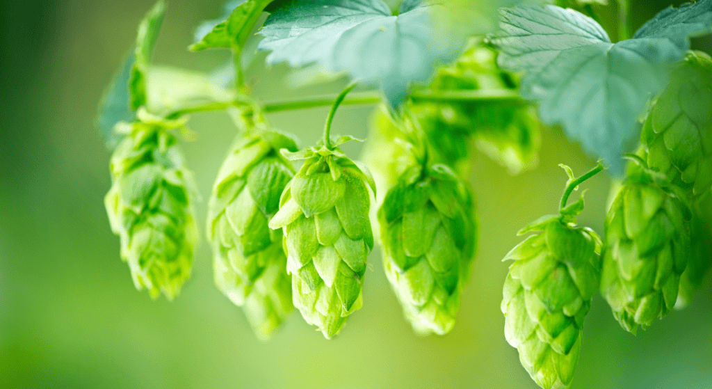 Green Hops