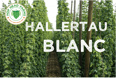 Hallertau Blanc