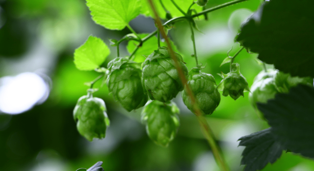 Hops