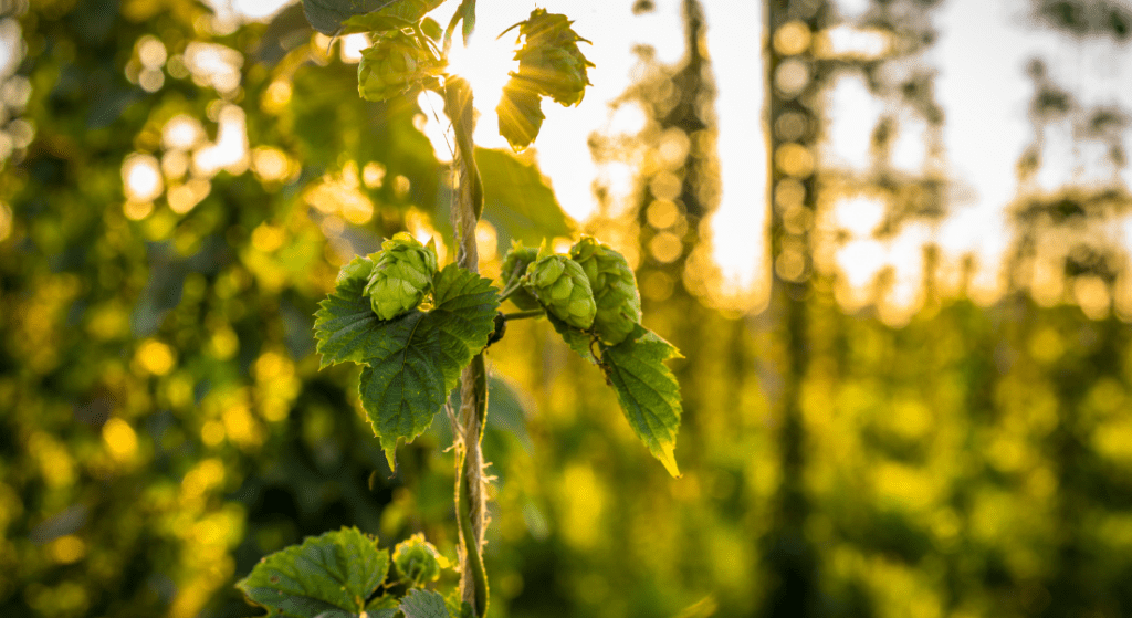 Hop Plant