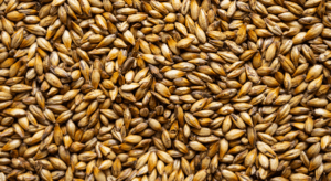 Hops seeds