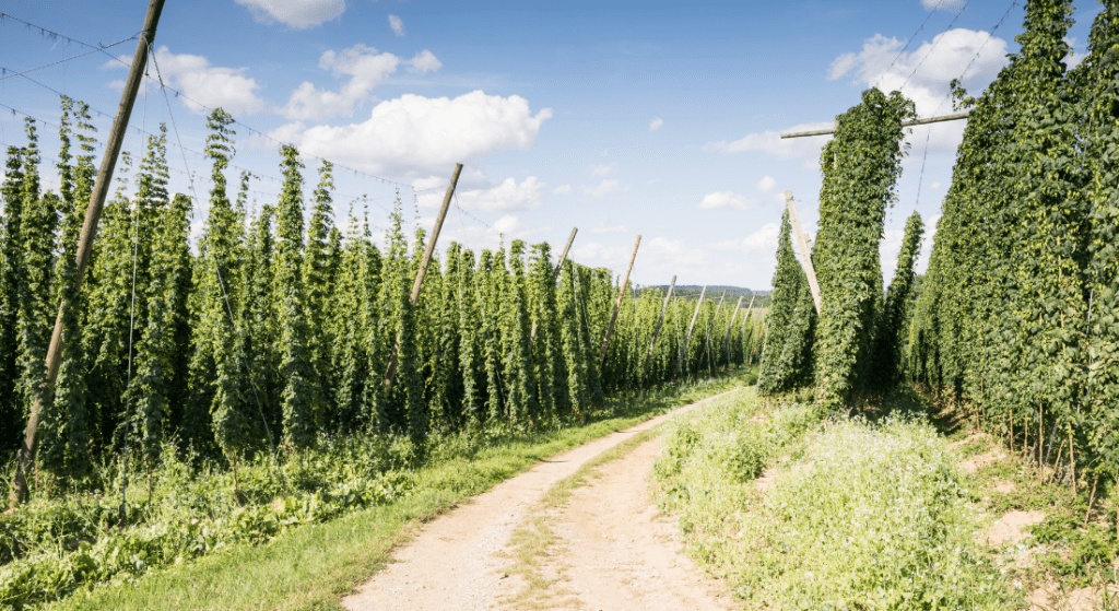 Hops Field