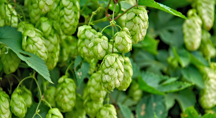 HHF_-Exploring-the-Galaxy-Hop-From-Pellet-to-Pint