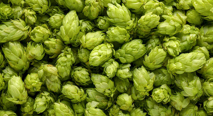 Azacca-Hops-Hop-Head-Farms-Michigan