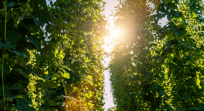 Cashmere-Hops-Hop-Heads-Farm