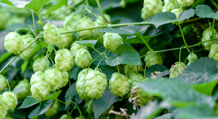 Centennial-Hops-Hop-Head-Farms