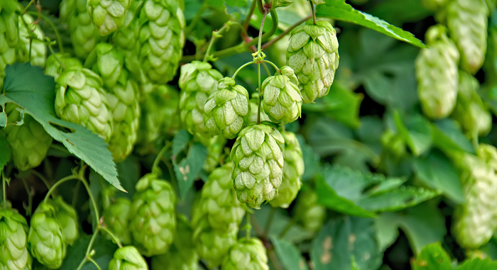 Copper-Hops-Hop-Head-Farms-Michigan