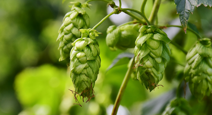 Nelson-Sauvin-Hops-Hop-Head-Farms-Michigan
