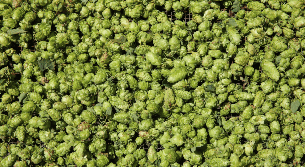 Hops