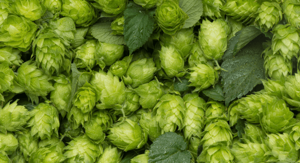 sabro hops