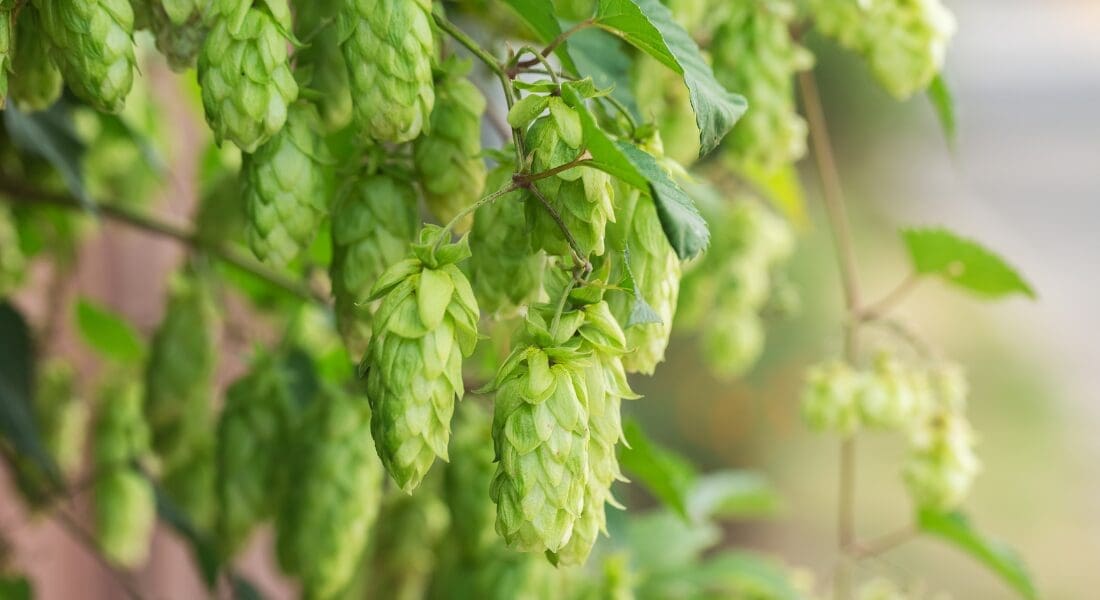 Close-up of green hop cones growing on a vine. Mistral Hops